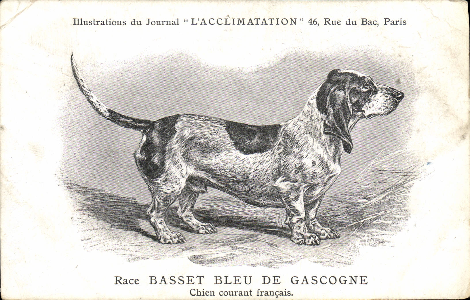 Basset Bleu de Gascogne — Chien courant français — Illustrations du Journal 'L'ACCLIMATATION', 46 Rue du Bac, Paris