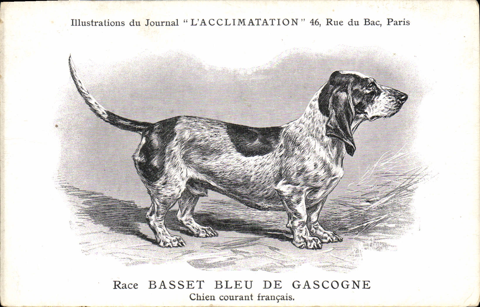 CPA Chien Chiens Chiot Race Basset Bleu de Gascogne Chien courant francais