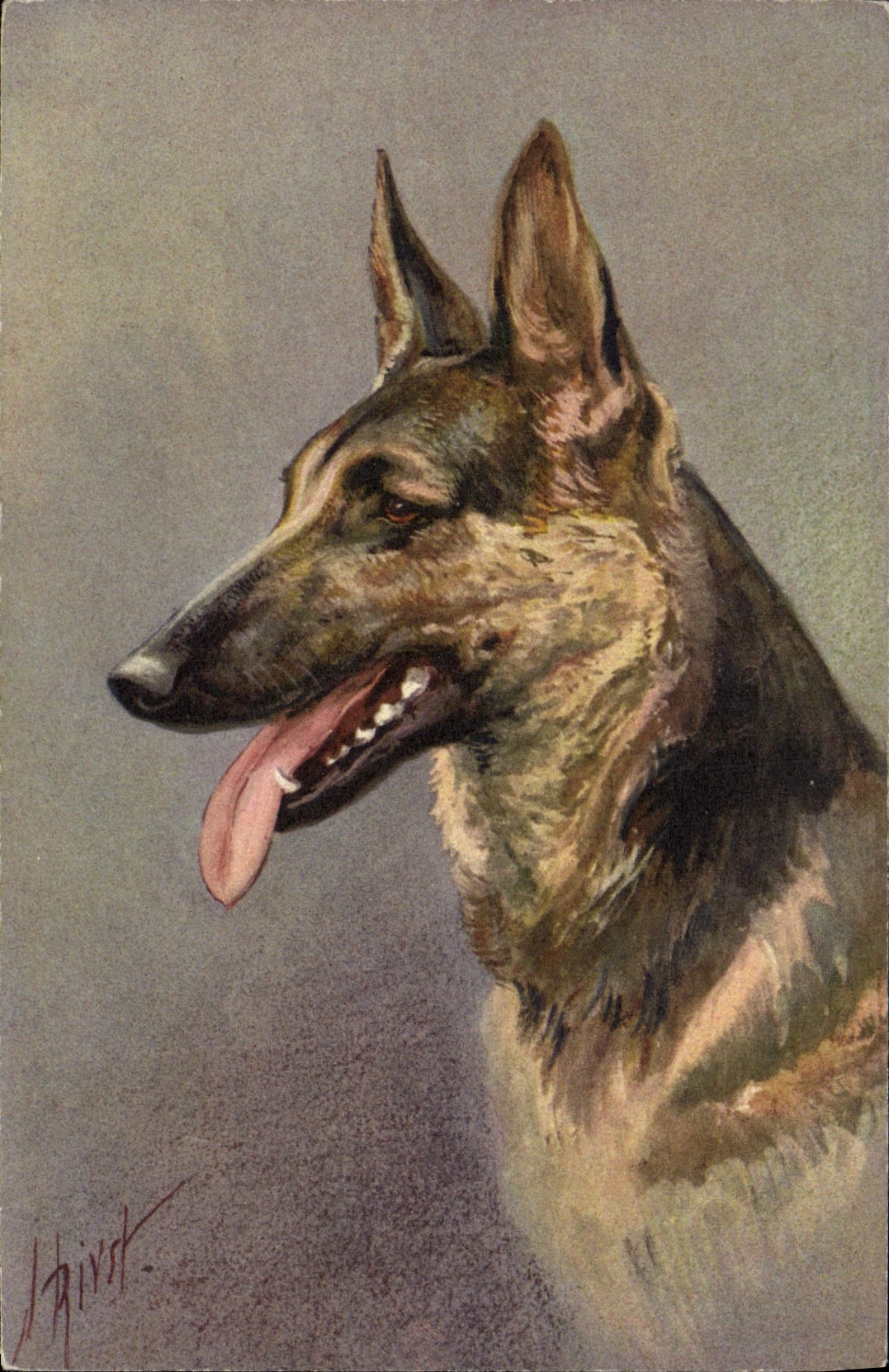 Chien allemand — portrait — J. Hirdt, n° 102