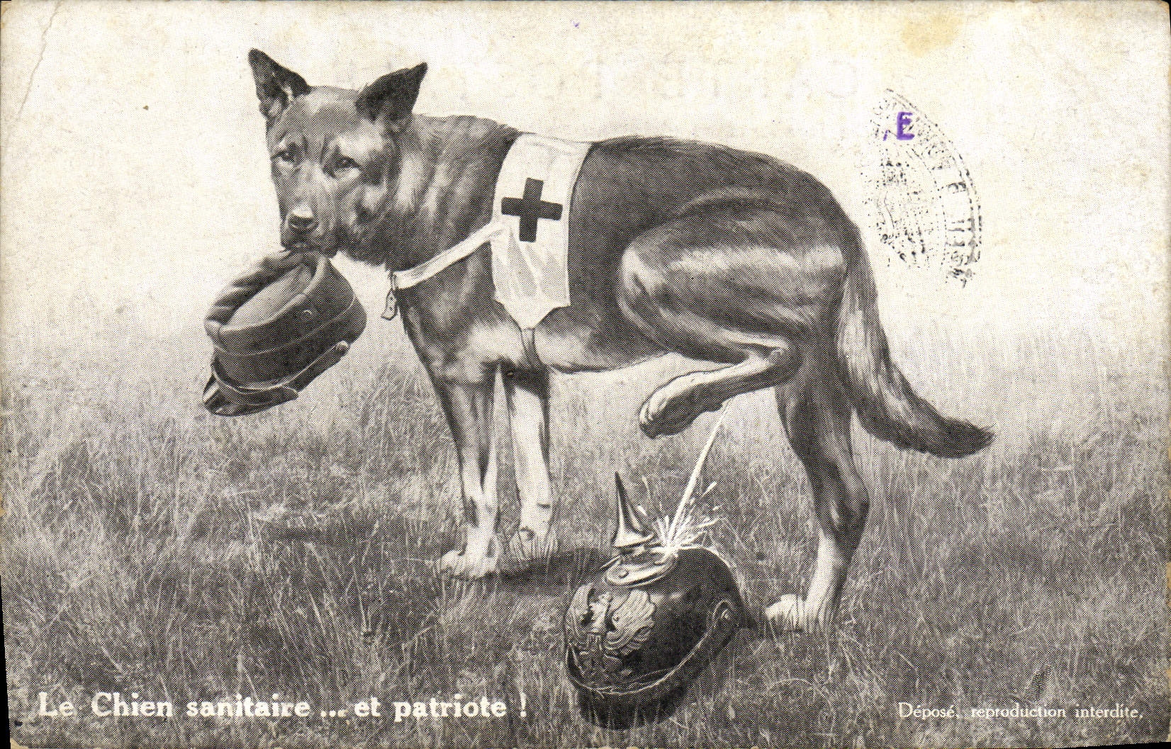 Chien sanitaire et patriote — Édition Lorraine
