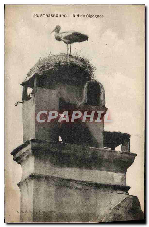 CPA Folklore Alsace Strasbourg Nid de cigognes