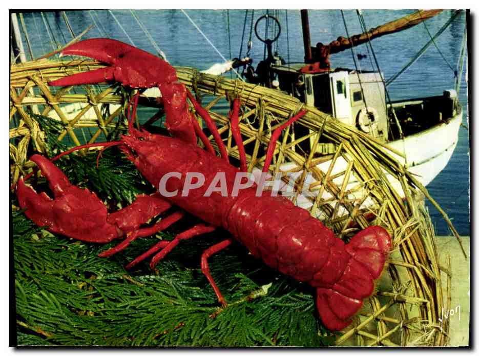 CPM La recette du homard a l'Armoricaine