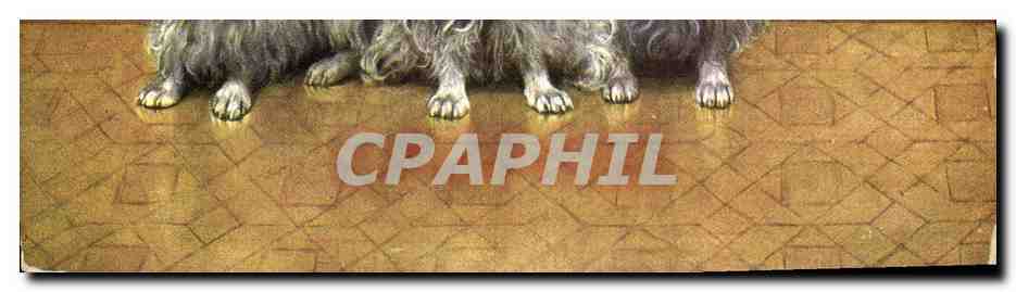 Pattes de chiens — éditeur CPAPHIL — série 1164