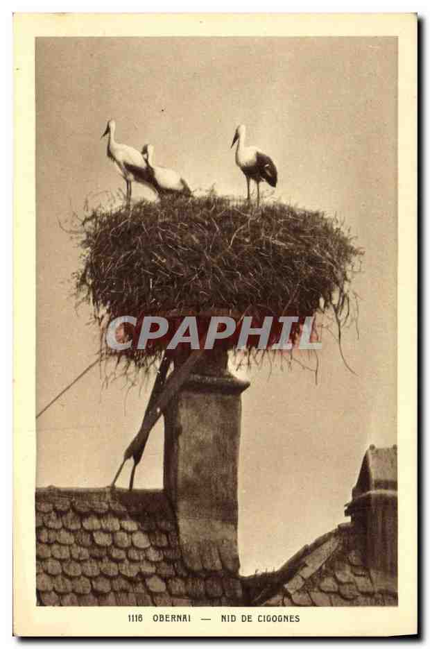 CPA Folklore Alsace Obernai Nid de cigognes 