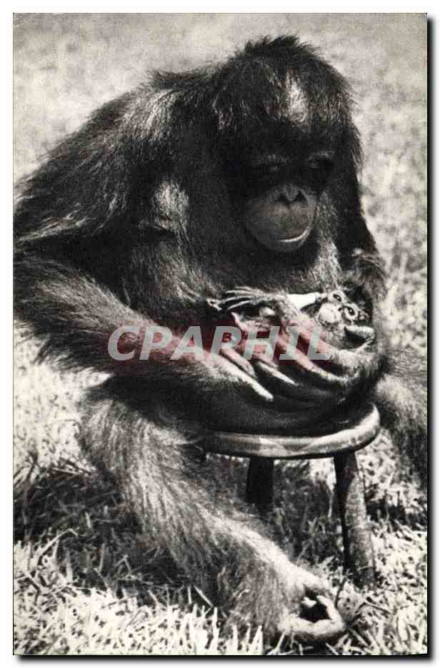 CPA Singe Femelee chimpanze et son petit 