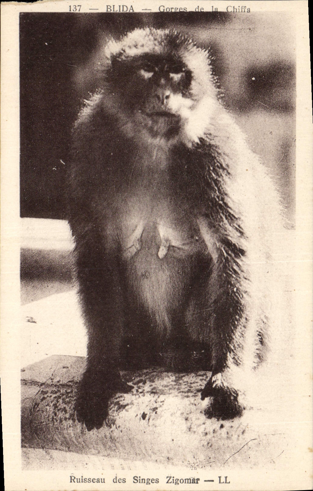 CPA Singe Blida Gorges de la Chiffa Ruisseau des singes Zigomar