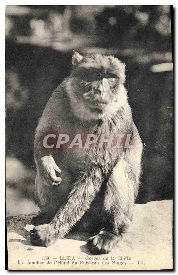 CPA Singe Blida Gorges de la Chiffa Un familier de l'hotel du Ruisseau des Singes