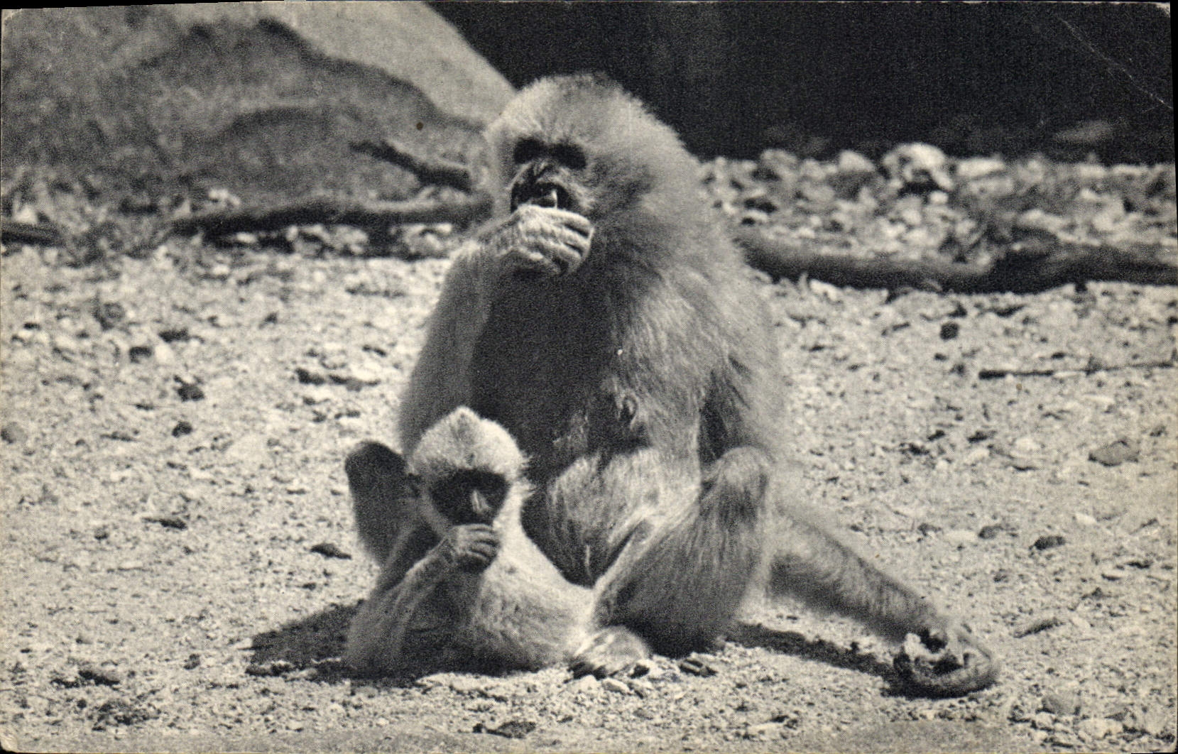 CPA Singe Gibbon et son petit Parc zoologique du bois de Vincennes Zoo