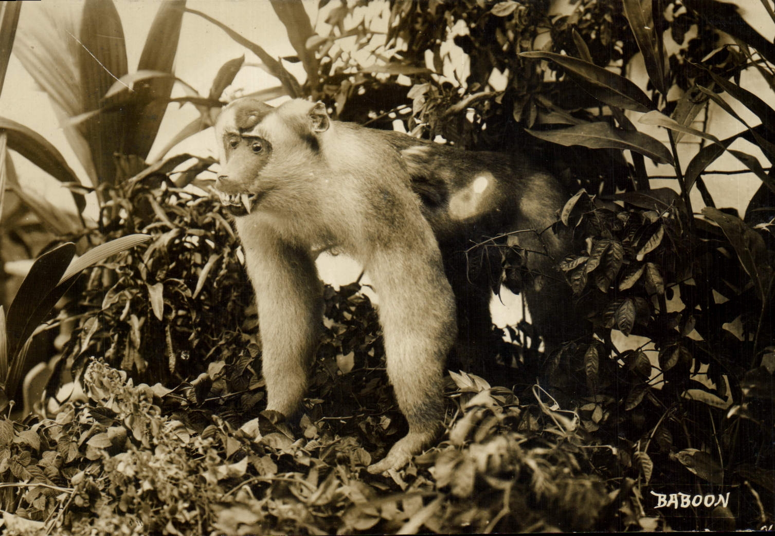CPA Singe Baboon