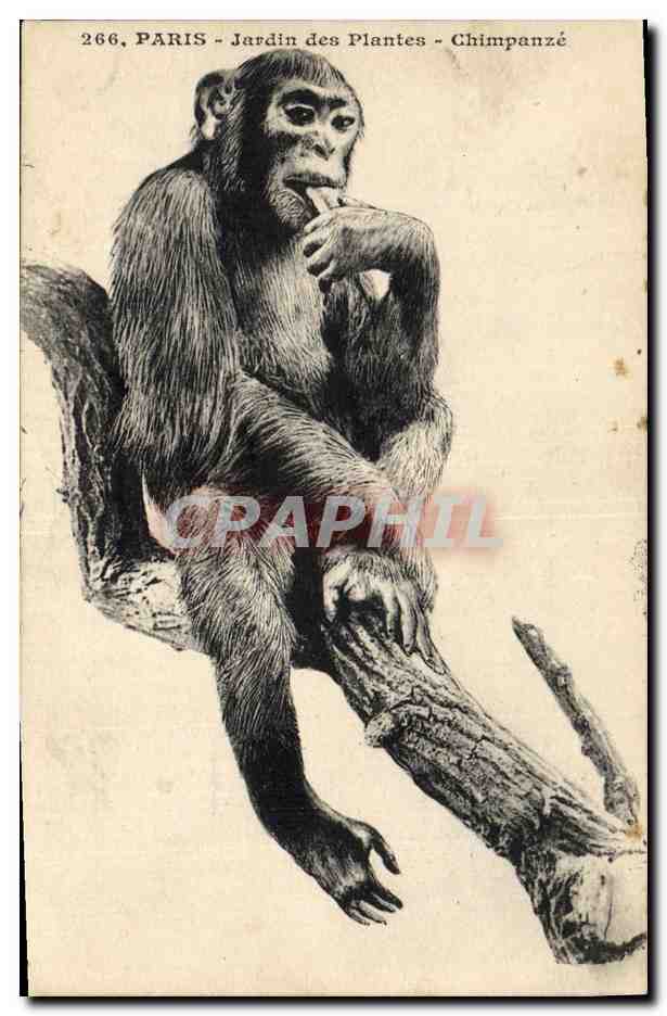 CPA Singe Paris Jardin des Plantes Chimpanze