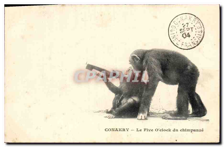 Conakry — Le Five O'clock du chimpanzé — éditeur non identifié