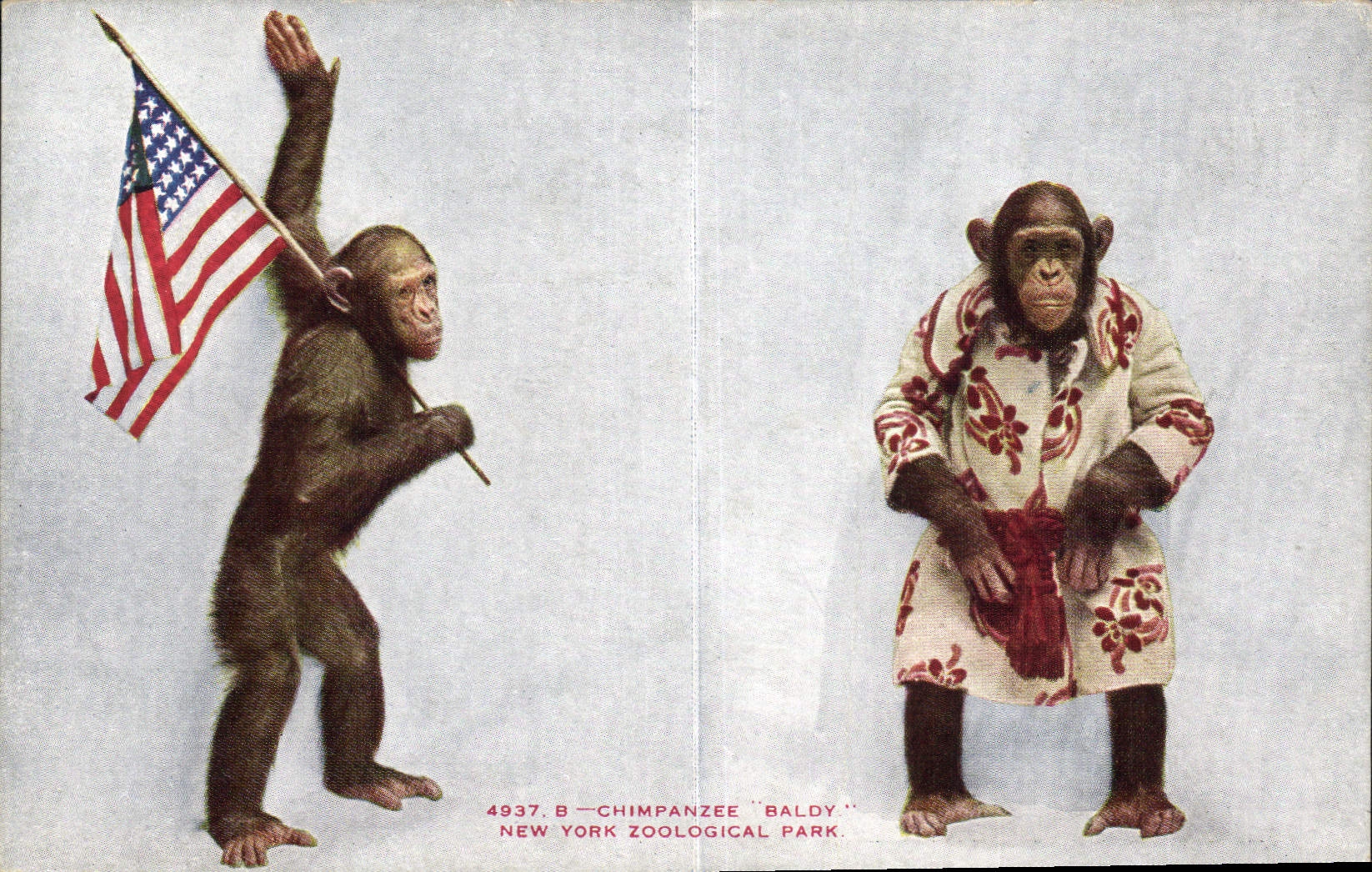 Chimpanzé "Baldy" — New York Zoological Park — éditeur NYZP, n° 4937.B