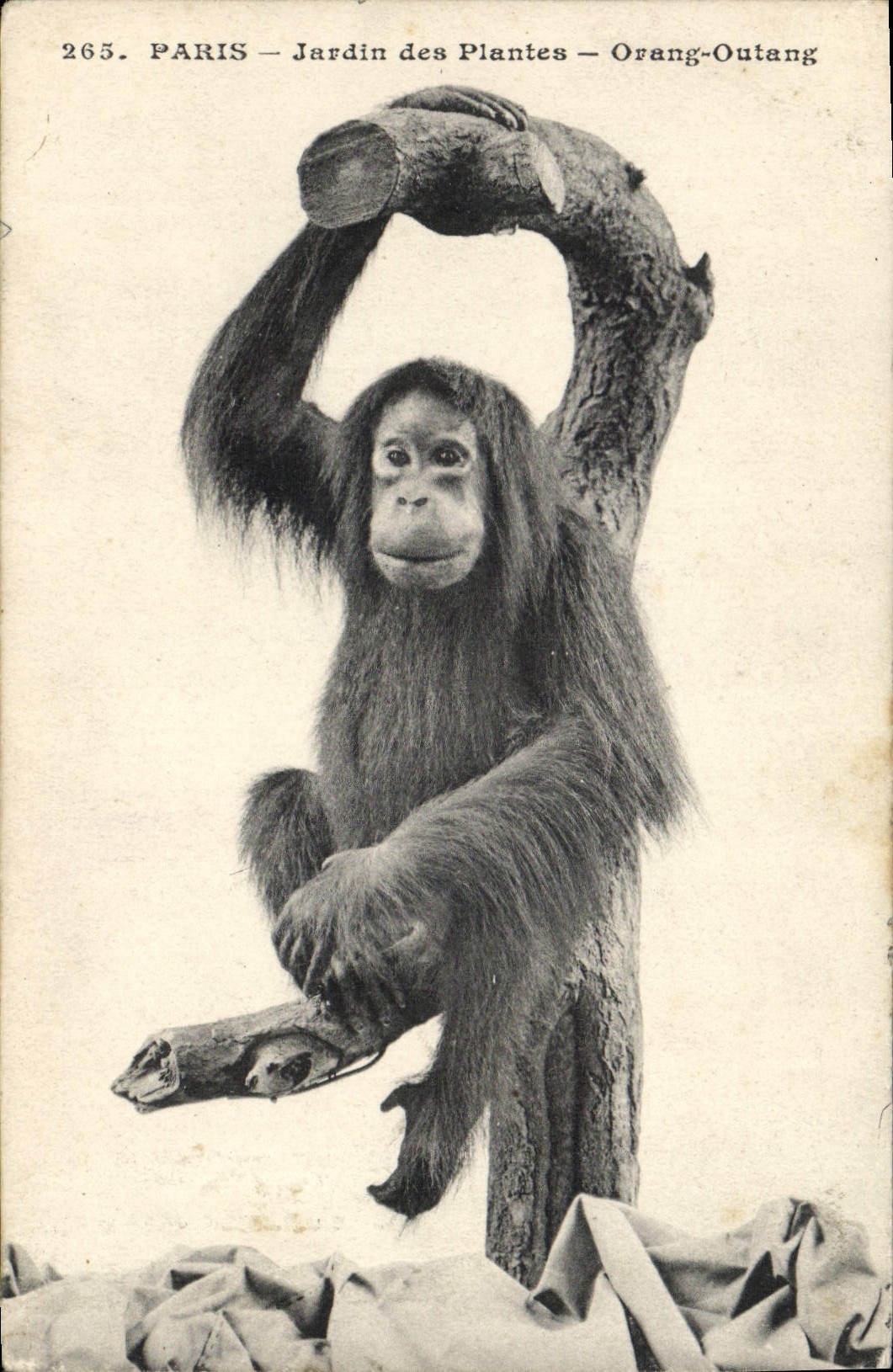 PARIS — Jardin des Plantes — Orang-Outang — Photo-Mécanique, Paris