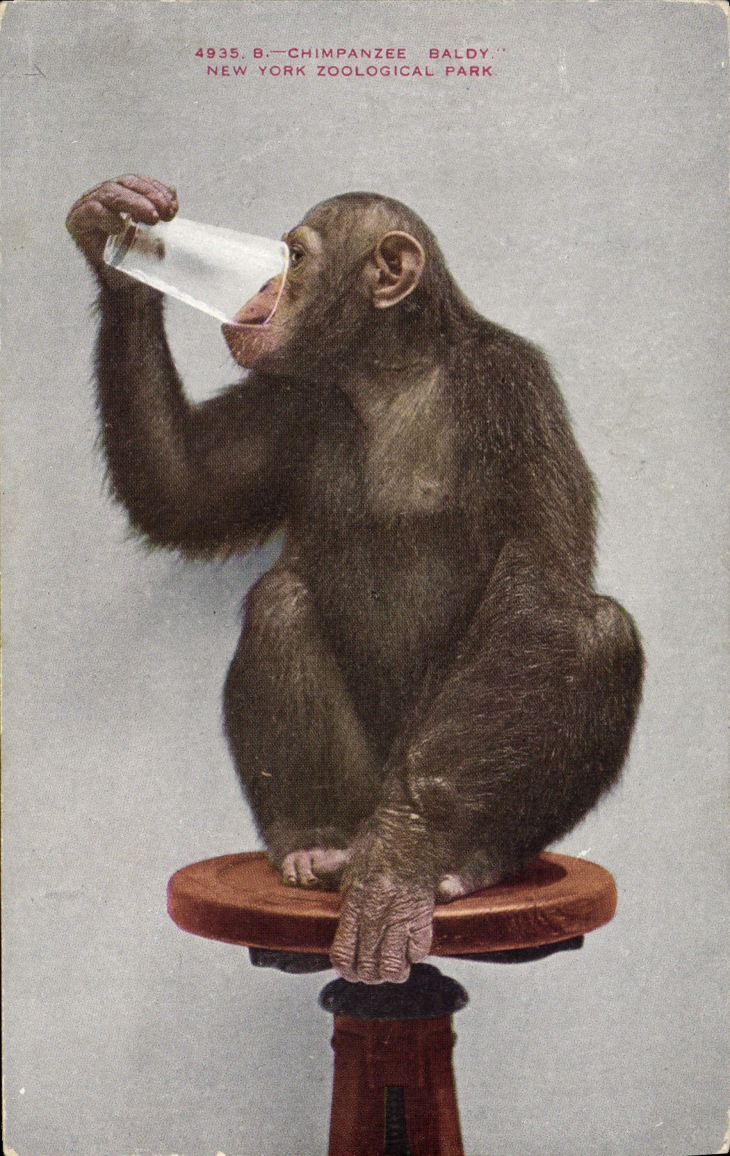 Chimpanzé Baldy — New York Zoological Park — éditeur DYZP