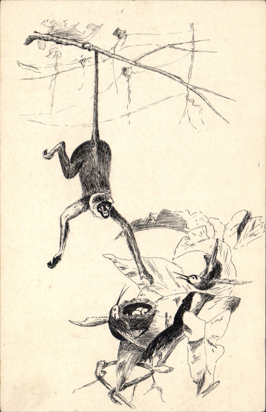 Singe suspendu à une branche — dessin animalier — éditeur non visible - Recto