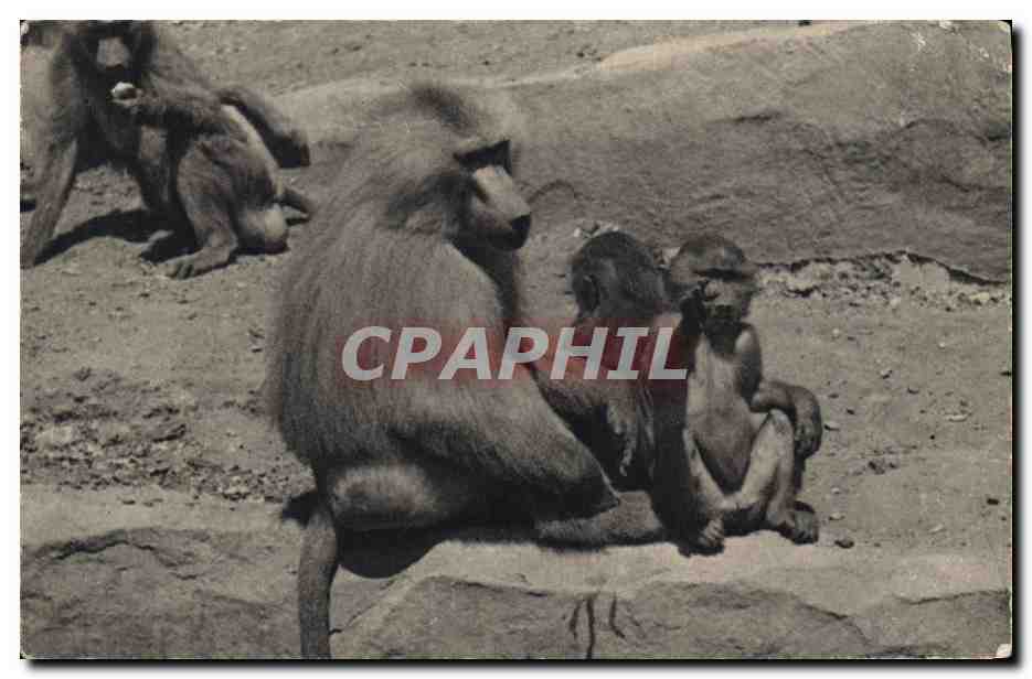 CPA Singe Paris Museum d'histoire naturelle Parc Zoologique du Bois de Vincennes Zoo