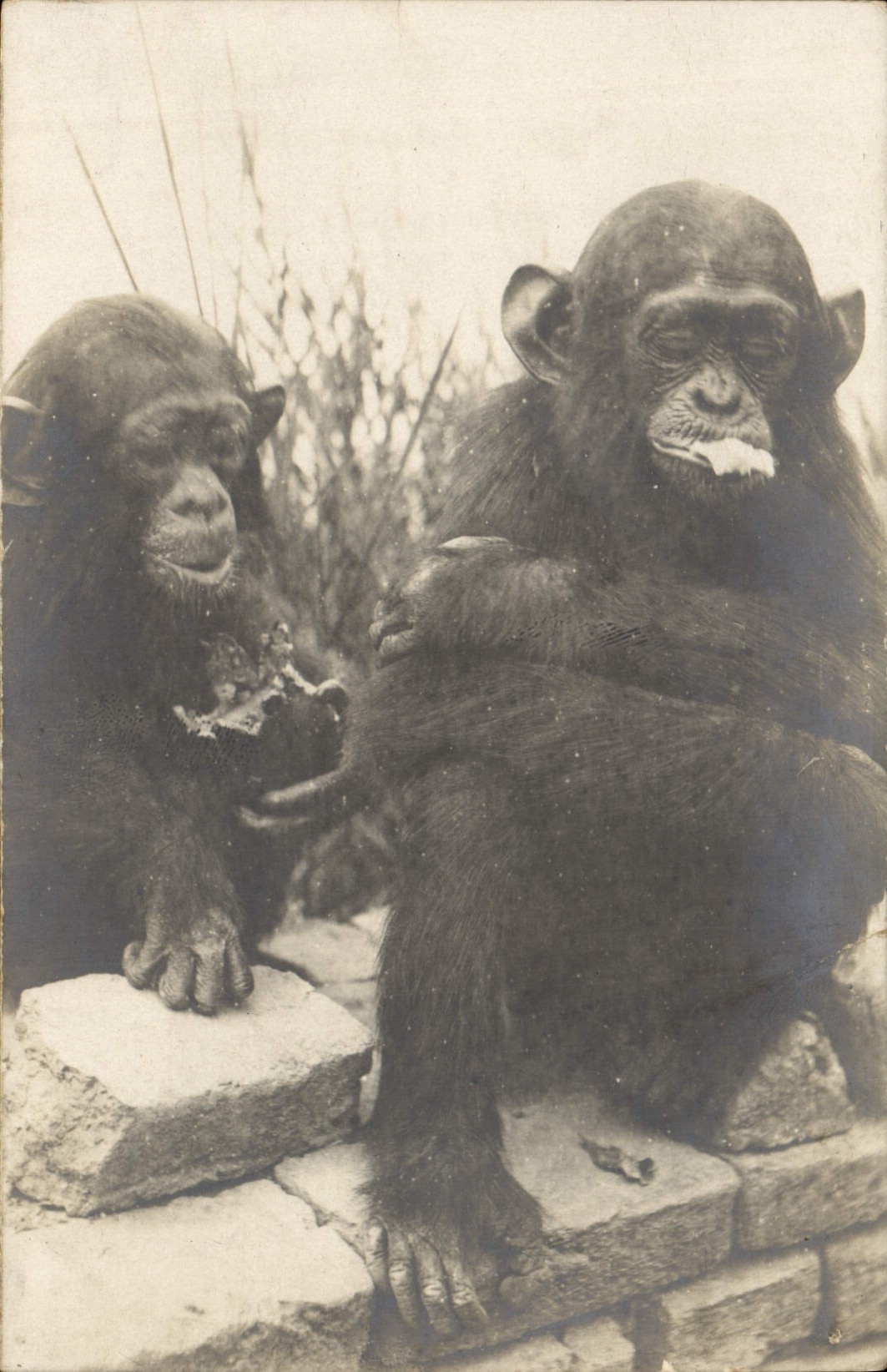 Deux chimpanzés — scène de vie — éditeur non identifié