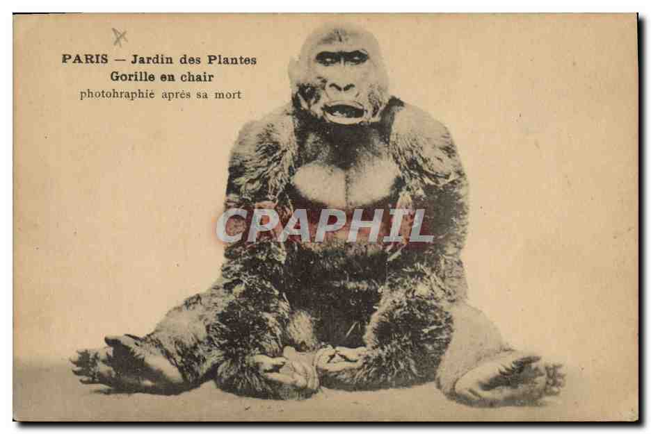 Gorille en chair — photographié après sa mort — Jardin des Plantes, Paris