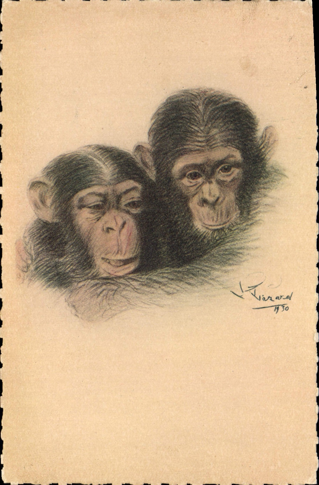 CPA Singe Paris Exposition coloniale internationale 1931 Couple de chimpanzes