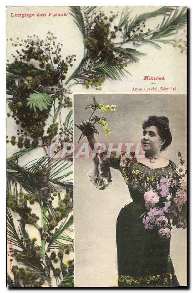 Langage des Fleurs — Mimosa — Amour caché, Sécurité — Éditeur non visible