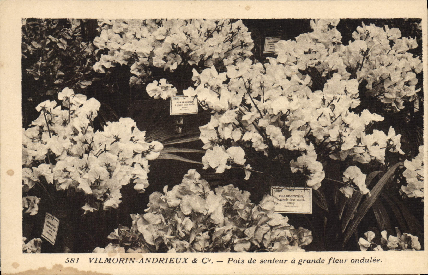 CPA Fantaisie Fleurs Vilmorin Andrieux Pois de senteur a grande fleur ondulee 