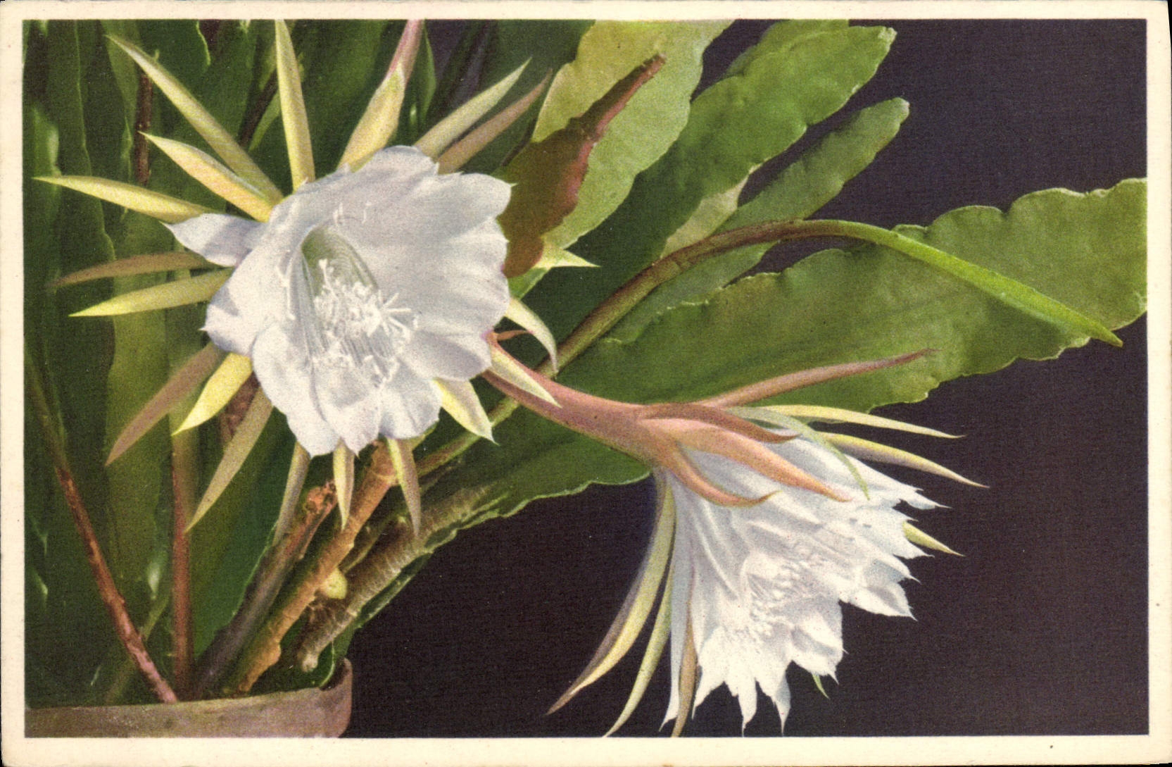 CPA Fantaisie Fleurs Cactus 