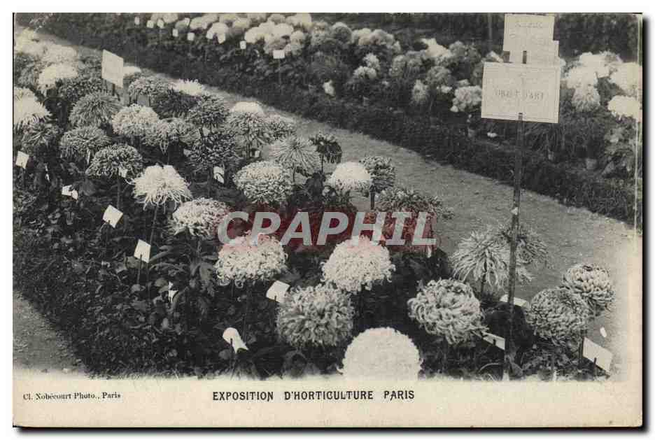 Exposition d'Horticulture Paris — Chrysanthèmes en fleurs — Cl. Nohécourt Photo, Paris