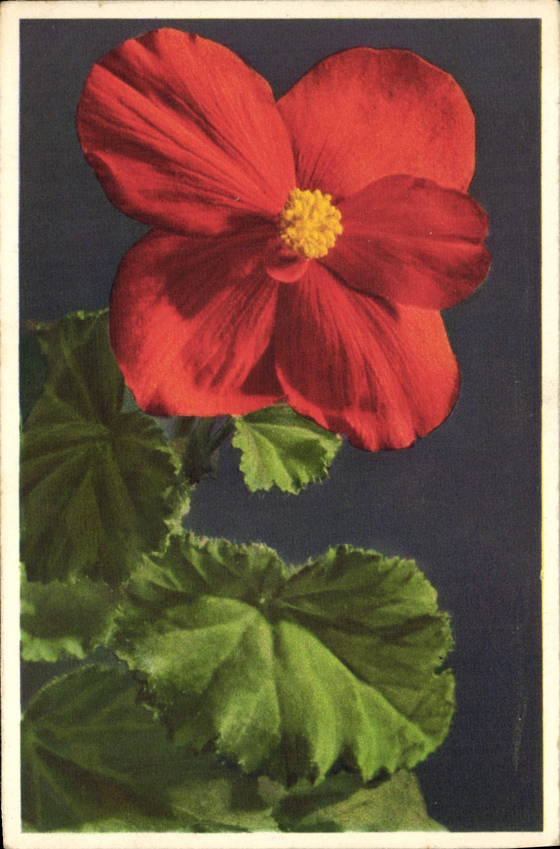 CPA Fantaisie Fleurs Begonia 