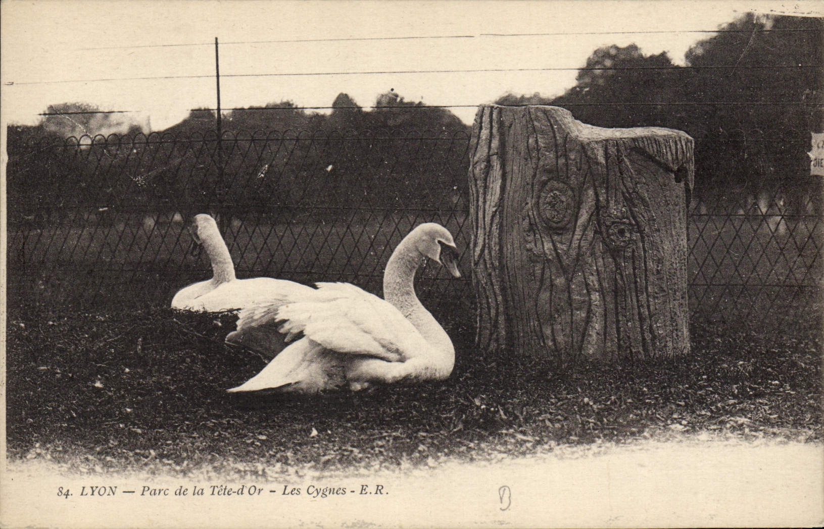 LYON — Parc de la Tête-d'Or — Les Cygnes — E.R. n°84