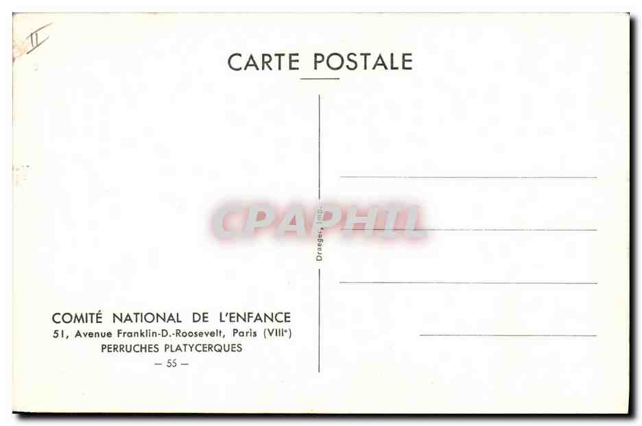 CPA Perruches platycerques  — Back