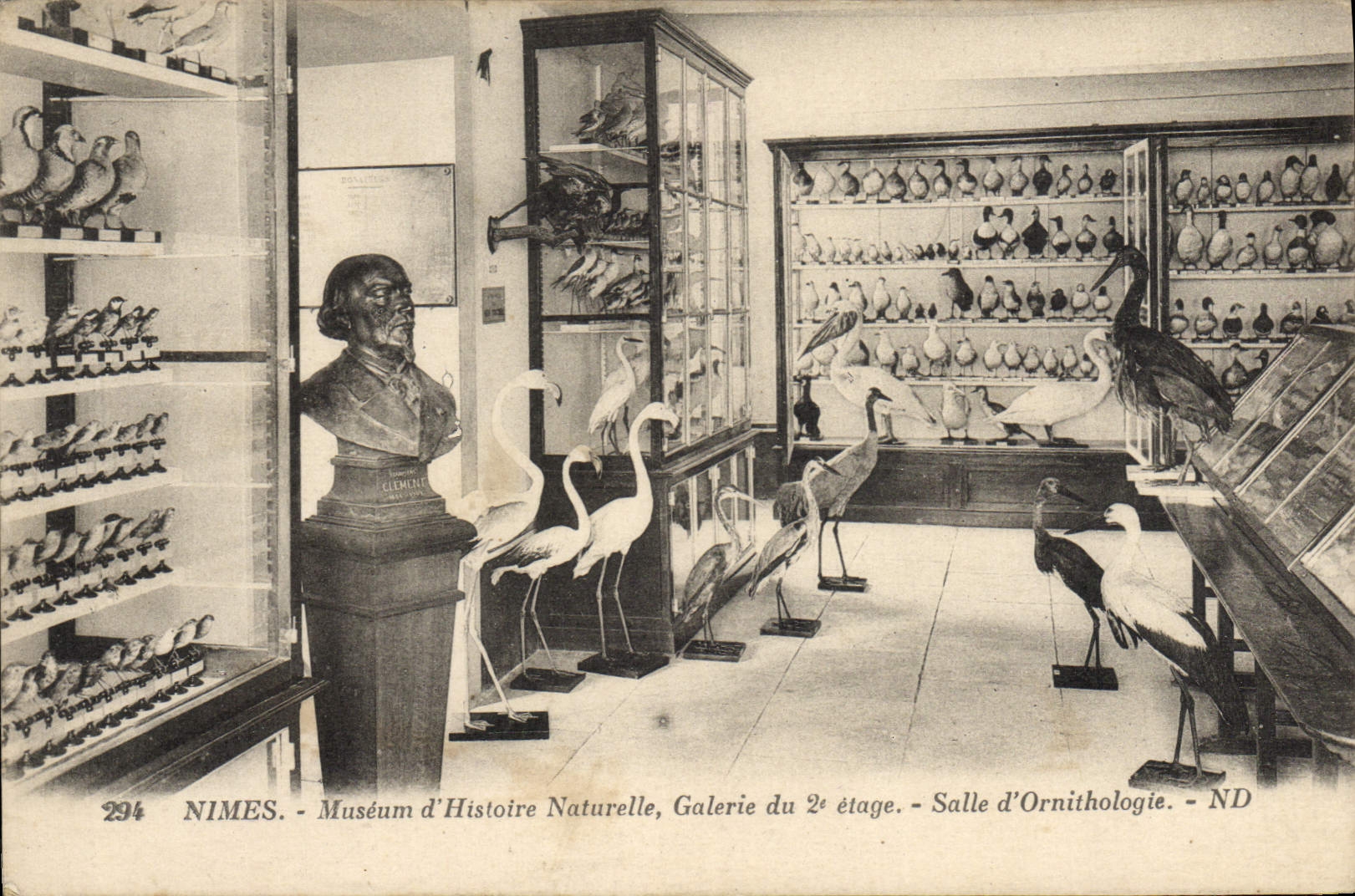 Nîmes - Muséum d'Histoire Naturelle, Galerie du 2e étage - Salle d'Ornithologie - ND