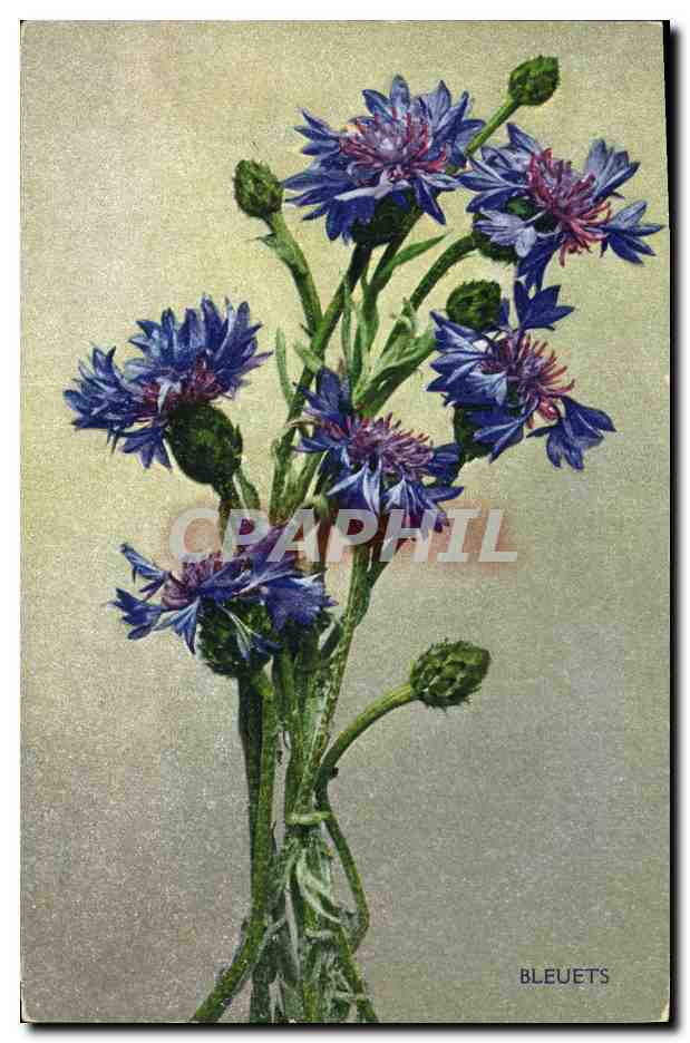 CPA Fantaisie Fleurs Bleuets