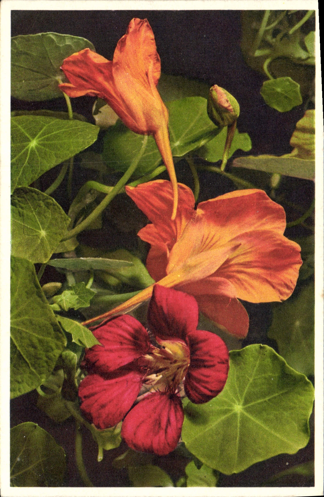 CPA Fantaisie Fleurs Capucine grande