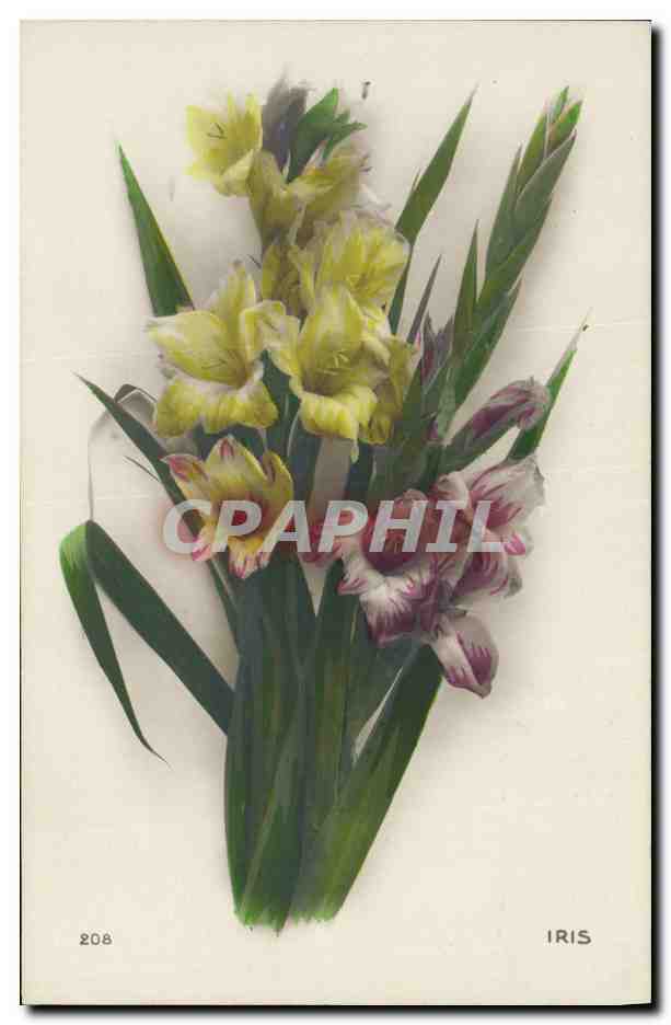 CPA Fantaisie Fleurs Iris