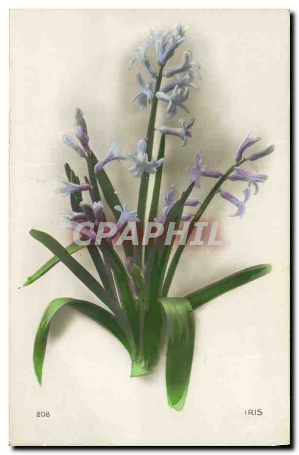 CPA Fantaisie Fleurs Iris