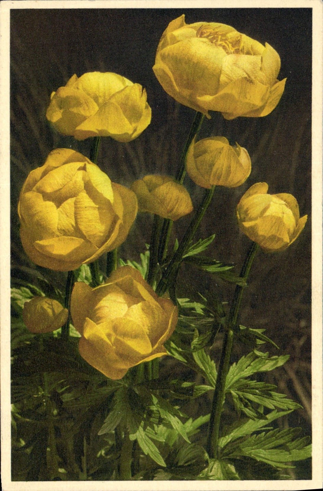 CPA Fantaisie Fleurs Boule d'or
