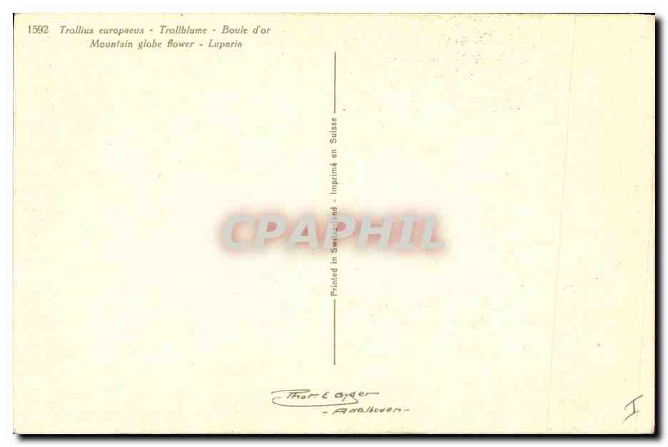 CPA Fantaisie Fleurs Boule d'or — Verso