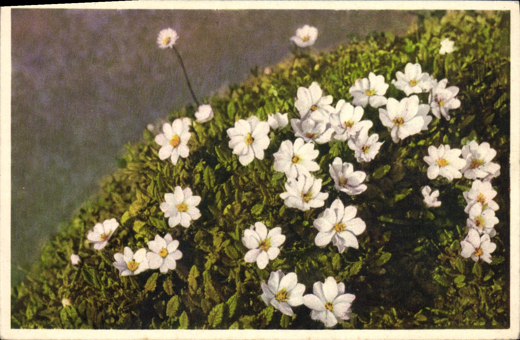 CPA Fantaisie Fleurs Mountain avens