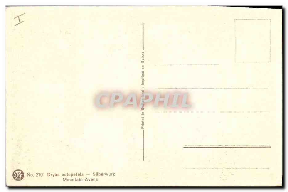 CPA Fantaisie Fleurs Mountain avens — Verso