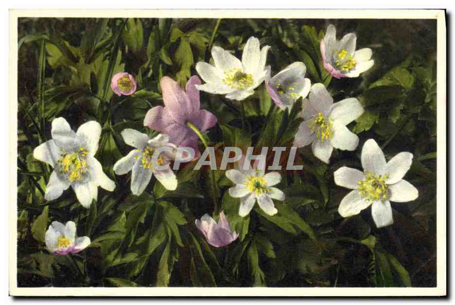 CPA Fantaisie Fleurs Anemone des bois