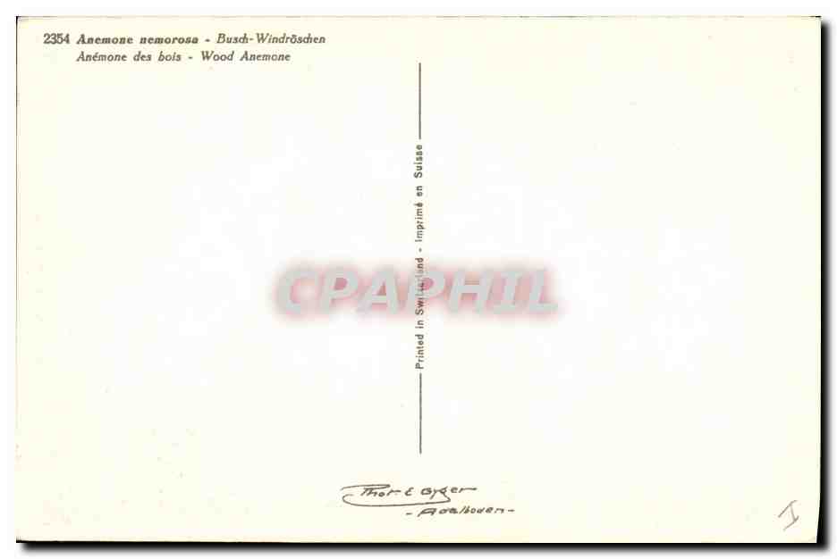 CPA Fantaisie Fleurs Anemone des bois — Verso