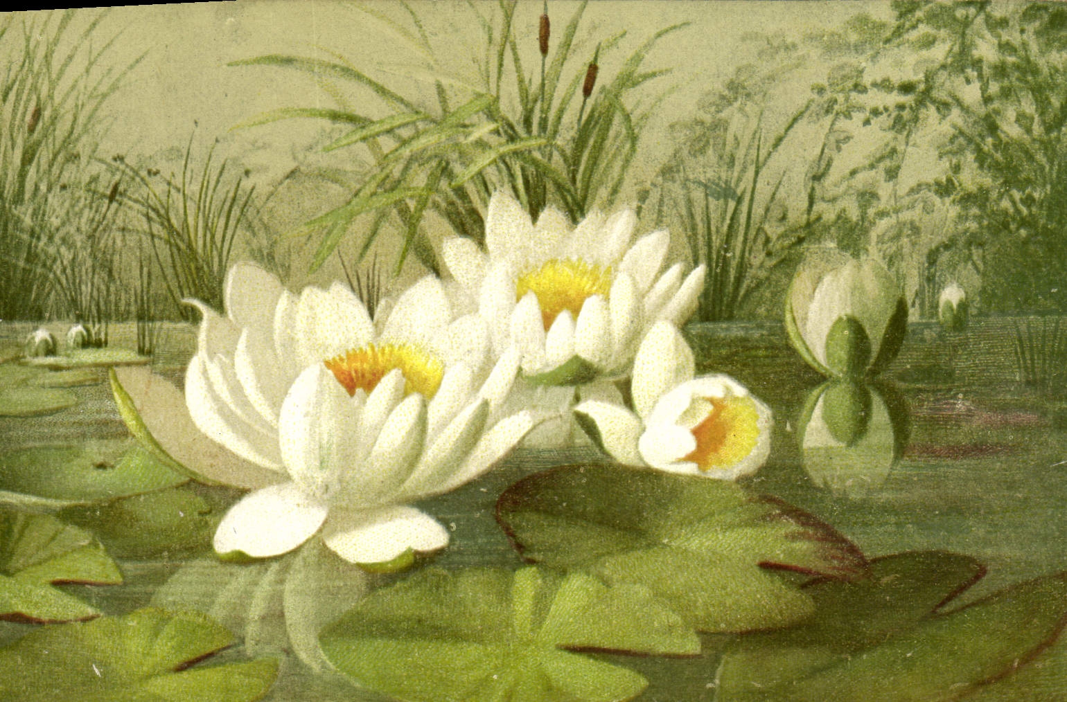 CPA Fantaisie Fleurs 