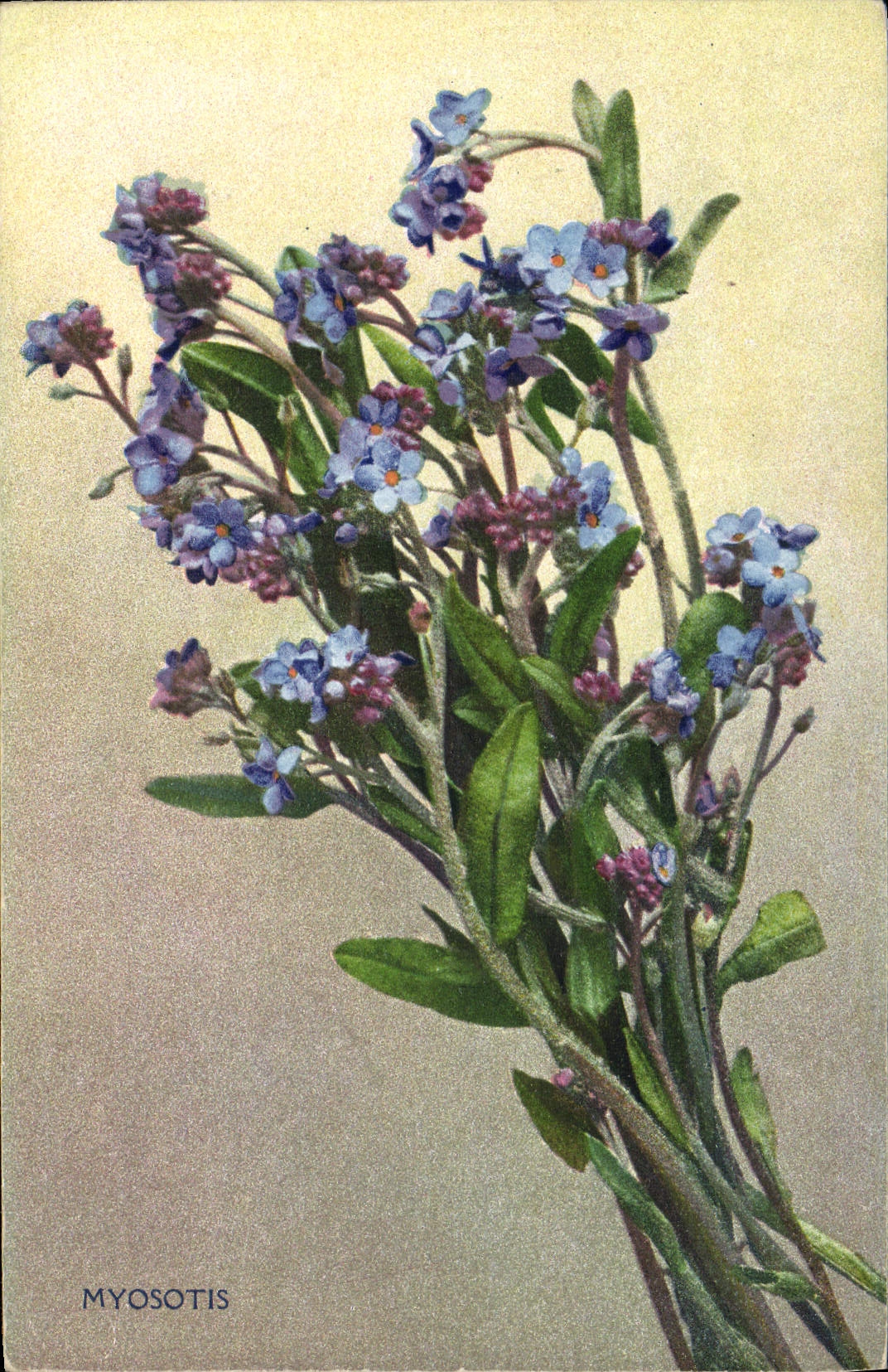 CPA Fantaisie Fleurs Myosotis