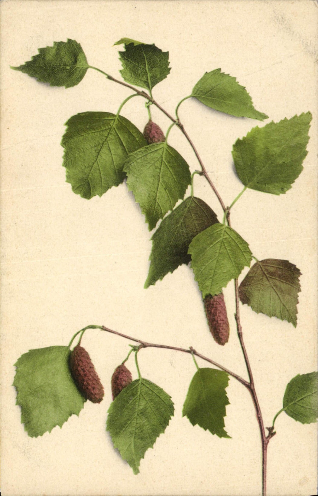 CPA Fantaisie Fleurs 