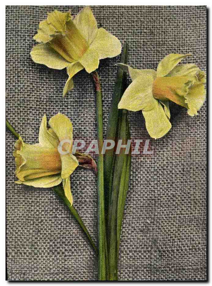 CPA Fantaisie Fleurs 