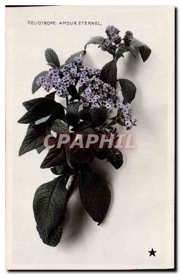 CPA Fantaisie Fleurs Heliotrope Amour eternel