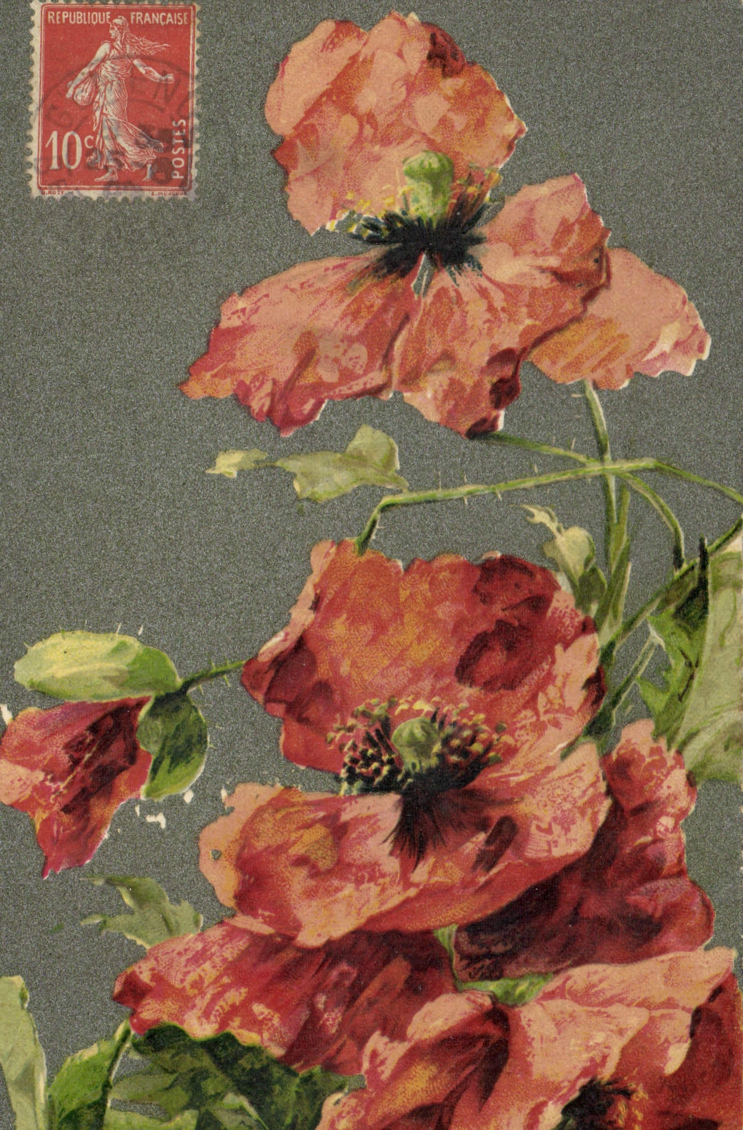 Poppies — illustration — éditeur inconnu, n° de série non visible