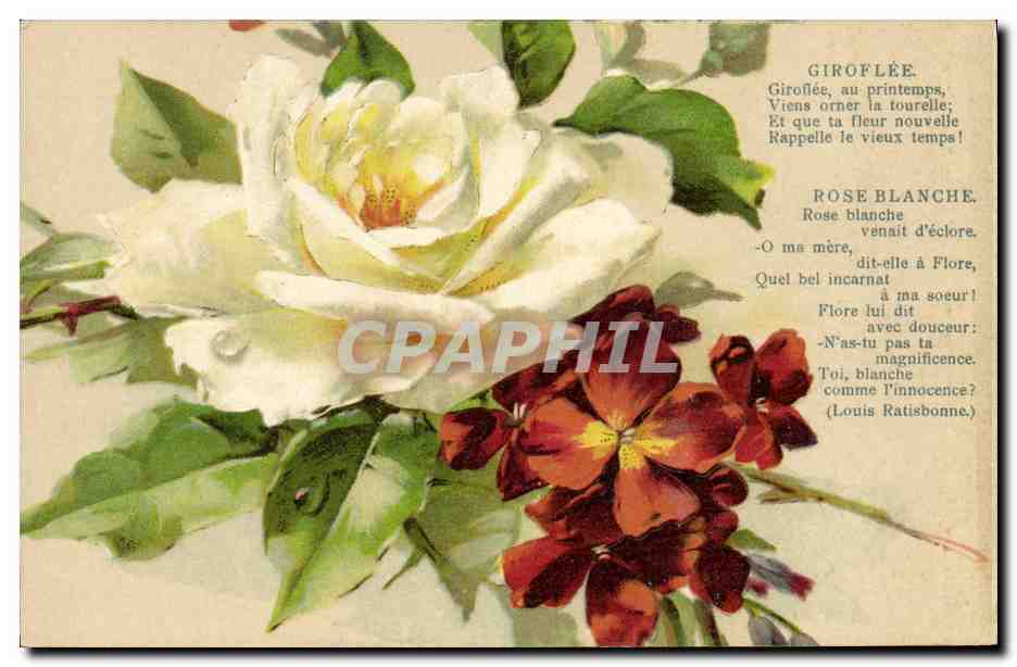 CPA Fantaisie Fleurs Rose blanche