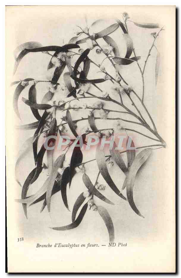 CPA Fantaisie Fleurs Branche d'eucalyptus en fleurs