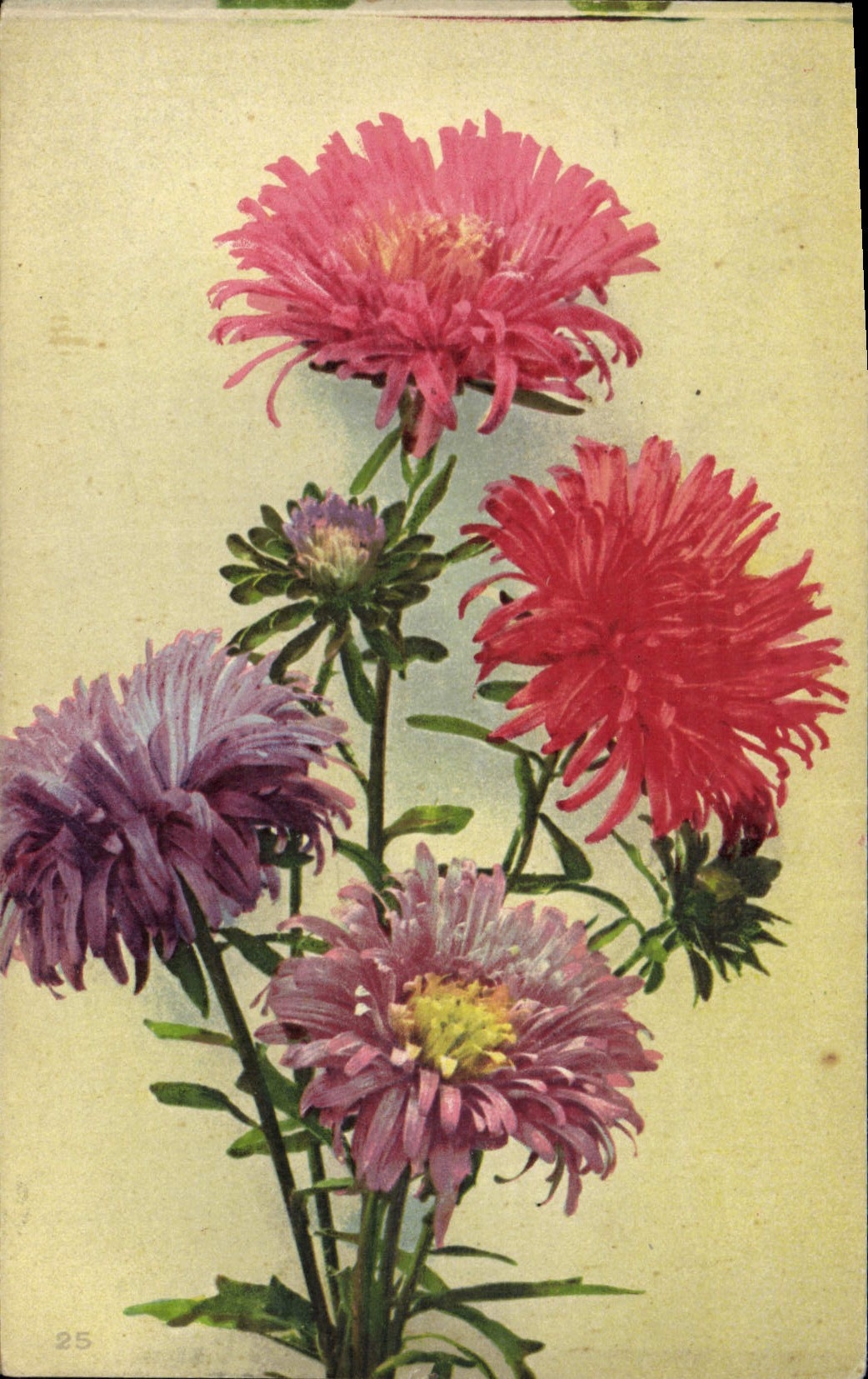 Asters multicolores — édition illustrée — Imprimerie Française